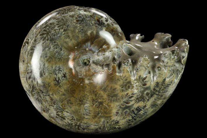 Polished, Agatized Ammonite (Phylloceras?) - Madagascar #132149